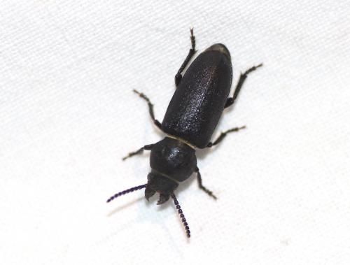 Spondylis buprestoides
